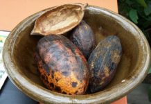 Comment rendre l’or brun équitable ?